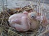 Rock Dove